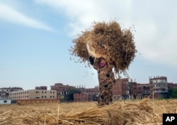 FILE - A farmer carries a bundle of wheat on a farm in the Nile Delta province of al-Sharqia, Egypt, May 11, 2022.