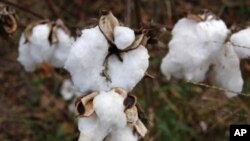 EcoChic Fashion Preserves Biodiversity