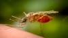 Antibody Treatment Tested as New Tool Against Malaria