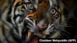 Harimau Sumatera betina yang siap dilepasliarkan di ekosistem hutan Leuser di Provinsi Aceh, 19 Juni 2020. (Foto: Chaideer Mahyuddin/AFP)