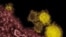 FILE - Rocky Mountain Laboratories shows novel coronavirus particles, also known as the MERS virus, colorized in yellow. 