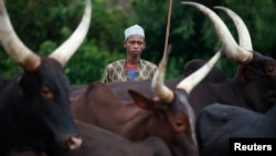 FILE - A man from the Peul tribe stands in front of cattle at a village outside Bambari, CAR, May 30, 2014. Armed men killed 12 people in villages near the central town of Bambari, local officials said on Marh 6, 2016.