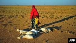 FILE - A woman and a boy walk past a flock of dead goats in a dry land close to Dhahar in Puntland, northeastern Somalia, Dec. 5, 2016.