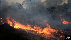 A fire burns along the road to Jacunda National Forest, near the city of Porto Velho in the Vila Nova Samuel region which is part of Brazil's Amazon, Monday, Aug. 26, 2019. (AP Photo/Eraldo Peres) 