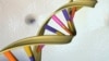 A DNA double helix is seen in an undated artist's illustration released by the National Human Genome Research Institute. For the first time, U.S. scientists have successfully edited genes of human embryos.