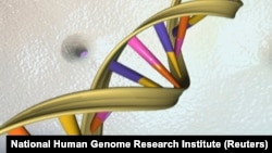 A DNA double helix is seen in an undated artist's illustration released by the National Human Genome Research Institute. For the first time, U.S. scientists have successfully edited genes of human embryos.