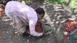 Tayap, village écologique au Cameroun (vidéo)