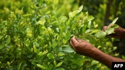 FILE - Diositeo Matitui, a 67-year-old coca grower, works in his coca field in a rural area of Policarpa, department of Narino, Colombia, Jan. 15, 2017. 