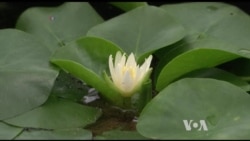 Over 20 Percent of World Plants Face Extinction