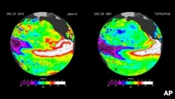 These false-color images provided by NASA satellites compare warm Pacific Ocean water temperatures from the strong El Nino that brought North America large amounts of rainfall in 1997 (R) and the current El Nino as of Dec. 27, 2015 (L). NASA&#39;s Jet Propulsion Laboratory says the strong El Nino in the Pacific Ocean shows no sign of weakening. (NASA via AP)