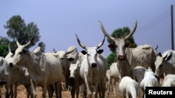 Shanun Fulani wurin kiwo da kan jawo rigima tsakanin Fulani makiyaya da manoma.