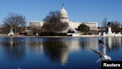 Птица лета во близина на зградата на Конгресот на САД во Вашингтон