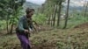 FILE - A woman works in a farm field field in Ngiresi, near the Tanzanian town of Arusha. 