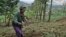 FILE - A woman works in a farm field field in Ngiresi, near the Tanzanian town of Arusha. 