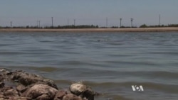 Farm Raised Fish Must Double To Meet Growing Global Demand