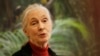 Pakar simpanse terkenal Jane Goodall berbicara kepada ahli primata terkemuka di konferensi "Mind of the Chimpanzee" Sabtu, 24 Maret 2007, di Chicago (Foto: AP/Nam Y. Huh)