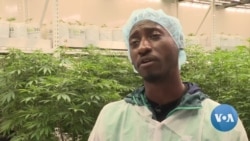 New Jersey Gives Convicted Marijuana Offenders Priority Shot at Selling Legal Cannabis 