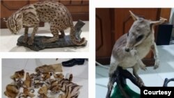 Sejumlah barang bukti satwa dilindungi yang telah diawetkan, Jumat 17 Juni 2022. (Courtesy: BKSDA Sumbar)