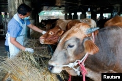 Petugas Ketahanan Pangan Kelautan dan Pertanian memeriksa sapi di toko ternak untuk mencegah penyebaran penyakit mulut dan kuku di Tanjung Priok, Jakarta Utara, 24 Juni 2022. (Foto: REUTERS/Ajeng Dinar Ulfiana)