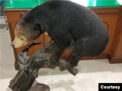 Sejumlah barang bukti satwa dilindungi yang telah diawetkan, Jumat 17 Juni 2022. (Courtesy: BKSDA Sumbar)