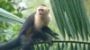 Stigmatisasi Pengidap Cacar Monyet Bisa Hambat Pengendalian Perebakan