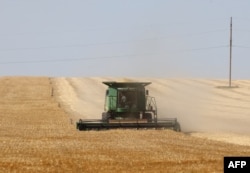 A farmer uses a combine harvester to harvest wheat on a field near Izmail, in the Odesa region on June 14, 2022, amid the Russian invasion of Ukraine.