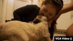 Домашній улюбленець, кролик на ім'я Крошик заспокоював семирічну дівчинку Лізу Кудряшову, під час обстрілів в окупованому росіянами Маріуполі.