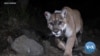 Wildlife Crossing Will Aid California’s Mountain Lions, Other Species 