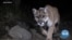 Wildlife Crossing Will Aid California’s Mountain Lions, Other Species 