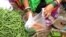 Vegetable sellers in India have long used as thin as 8-micron single-use plastic carry bags. (Shaikh Azizur Rahman/VOA)