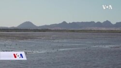 Stvaranje malih močvara za ptice selice