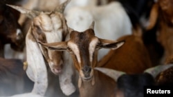 Kambing kurban di Al Quoz Abattoir, kawasan Al Quoz, Dubai , Uni Emirat Arab, 1 Juli 2022. REUTERS/Amr Alfiky