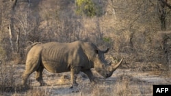 L'Afrique du Sud abrite près de 80% de la population mondiale de rhinocéros. 