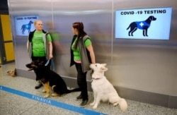 In a pilot program at Finland's Helsinki airport, trained dogs could determine if arriving passengers were infected with COVID-19. The volunteer passengers wiped their skin with a cloth for the dogs to smell. (Courtesy photo)
