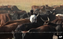 FILE - An unidentified farmer walks among his cattle on land near Harare, Apr. 23, 2013 .