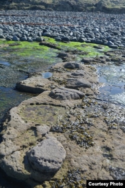 Some tracks are 70 centimeters across, with toes and claws visible. (Credit: Steve Brusatte)