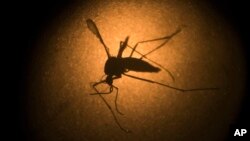 Un moquito Aedes aegypti, transmisor del dengue y el zika.