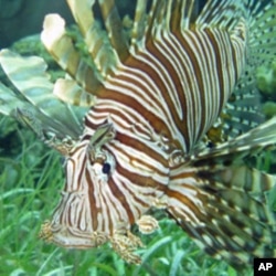 Lionfish pose a serious threat to commercially valuable fish like snapper and grouper.