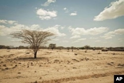 Kenya's Turkana region shows effects of severe drought affecting Horn of Africa，