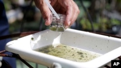FILE - In this June 28, 2016 file photo, Evaristo Miqueli, a natural resources officer with Broward County Mosquito Control, takes water samples decanted from a watering jug, checking for the presence of mosquito larvae in Pembroke Pines, Florida. 