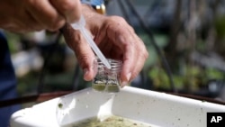 FILE - In this Tuesday, June 28, 2016 file photo, Evaristo Miqueli, a natural resources officer with Broward County Mosquito Control, takes water samples decanted from a watering jug, checking for the presence of mosquito larvae in Pembroke Pines, Fla. 