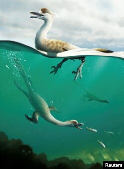 An artist's life reconstruction of the dinosaur Natovenator polydontus, which resembled diving birds and lived about 72 million years ago in what is now the Gobi Desert of Mongolia. (Yusik Choi/Handout via REUTERS)