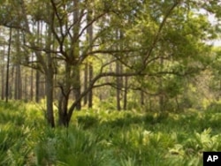 Don't let this photo of the Okefenokee Swamp fool you. It looks like there's nice, steady ground to walk on, but the surface is spongy at best and submerged in many places.