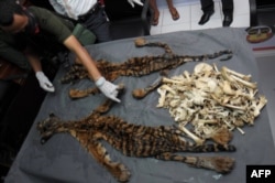 Seorang anggota Polri memperlihatkan dua kulit harimau Sumatra muda dan tulang-tulang hewa itu dalam konferensi pers di Banda Aceh, 21 Maret 2016. Polisi juga menangkap pelaku perburuan liar harimau Sumatra.