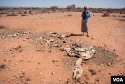 FILE - Mohamed Aden Guleid looks at one of his camels, which succumbed to drought in Somaliland region of Somalia, Feb. 9, 2017. (VOA/Jason Patinkin)