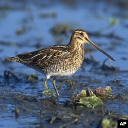 If you bring back one of THESE kinds of snipe from your snipe hunt, you’re cheating!