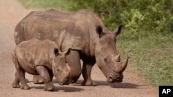 FILE - Rhinos walk in the Hluhluwe-Imfolozi game reserve in South Africa, Dec. 20, 2015. The country is currently looking to partially legalize the trade in rhino horn.