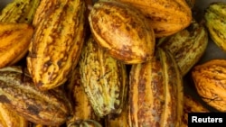 Cocoa cobs are displayed at a farm in Piedra de Plata, Ecuador June 4, 2016. 