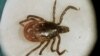 Lyme Disease Bacteria Found in Ancient Amber