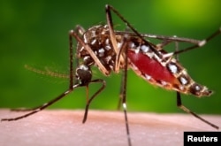 A photo provided by the Centers for Disease Control and Prevention shows a female Aedes aegypti mosquito acquiring a blood meal from a human host. (Reuters)